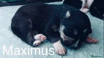 Maximus