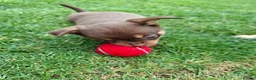 Chihuahua dogs for sale: Chihuahua boys - Advert 10