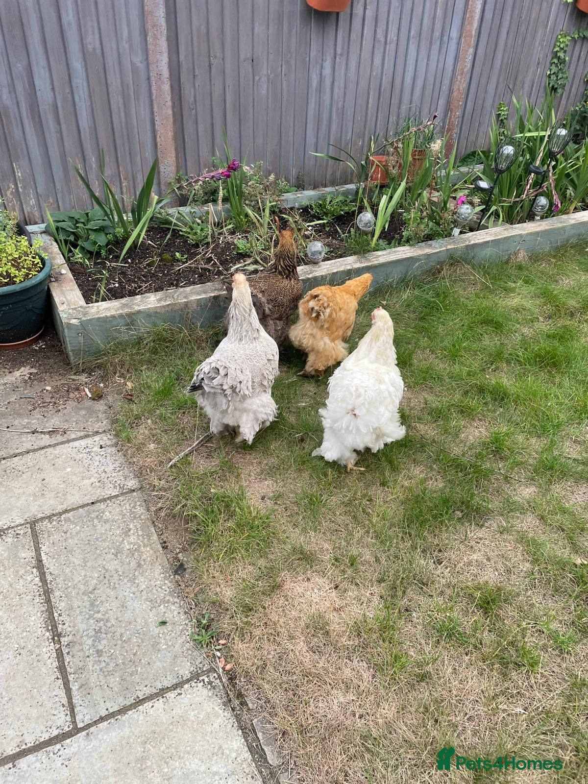 Chickens poultry Brahma and Cochin hens - Advert 1