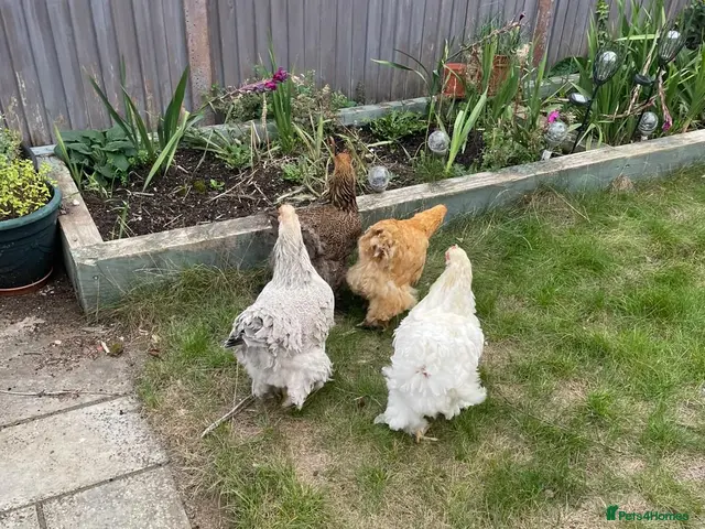Chickens poultry for sale: Brahma and Cochin hens - Advert 1