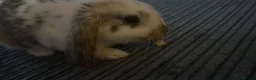 English rabbits for sale: Selling bunny about 4-5 months old it’s a male  in Liverpool - Advert 2