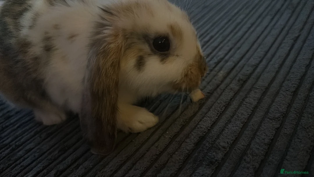 English rabbits for sale: Selling bunny about 4-5 months old it’s a male  in Liverpool - Advert 2