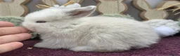 Mini Lop rabbits for sale: Mini lop boys and girls  - Advert 25