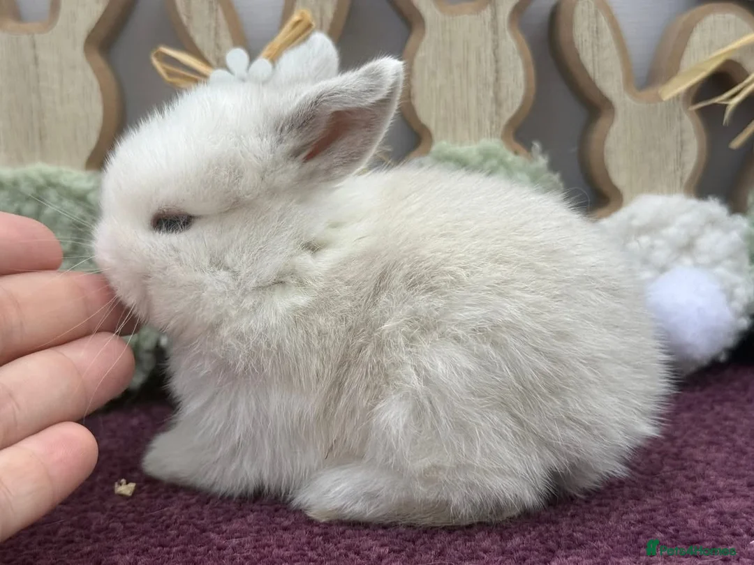 Mini Lop rabbits for sale: Mini lop boys and girls  - Advert 25