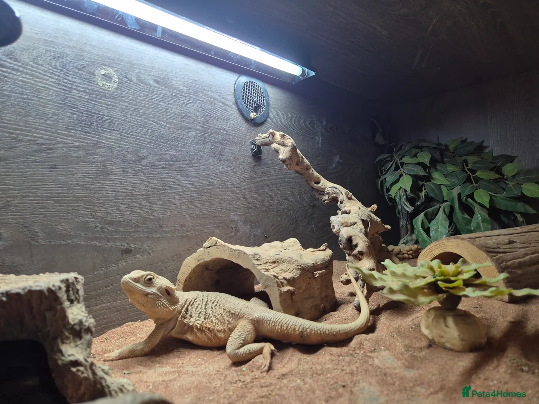 Bearded Dragon reptiles for sale: Male Zero bearded dragon - Advert 2