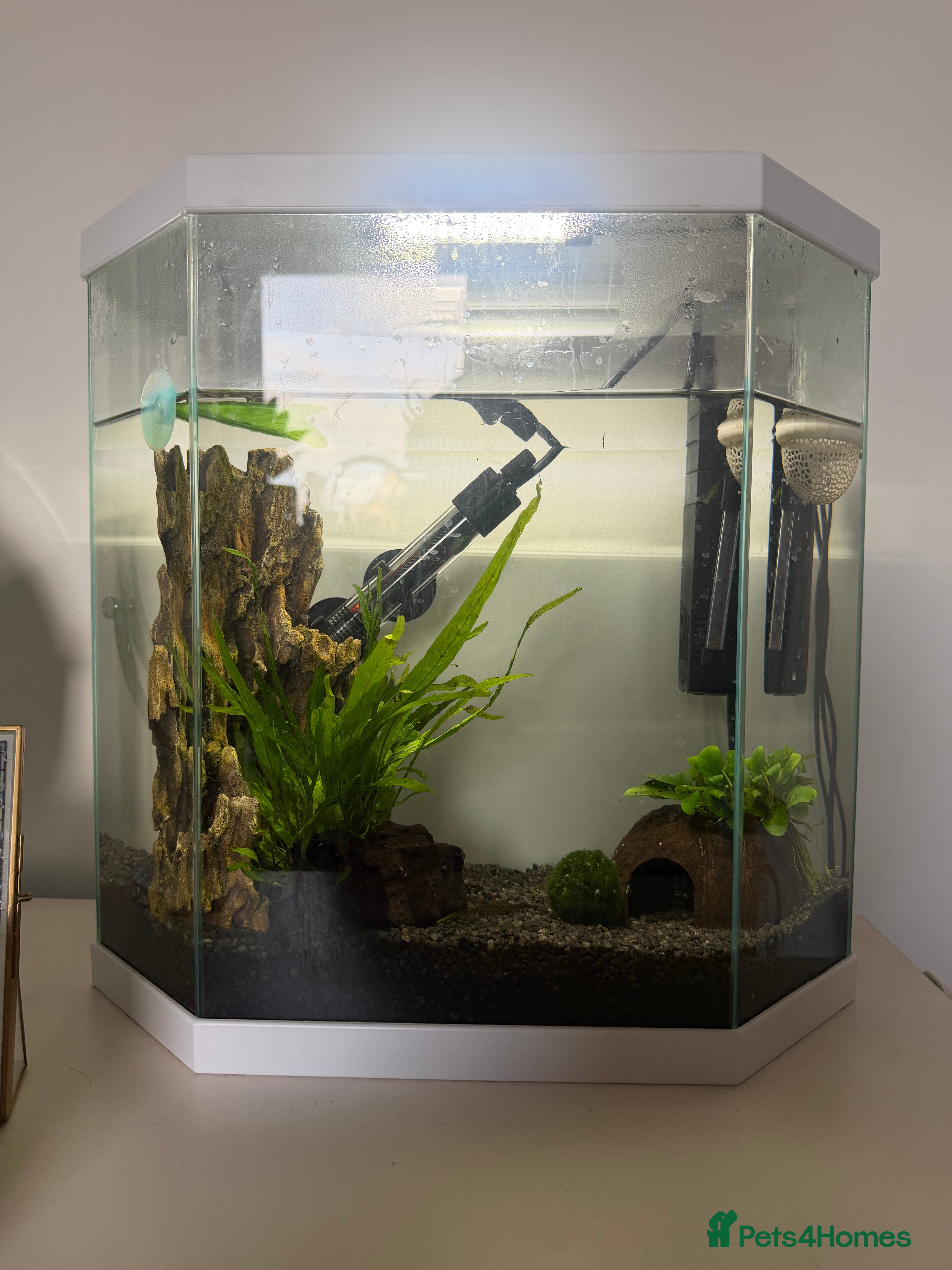 Bettas fish Fish setup and accessories  in London - Advert 2