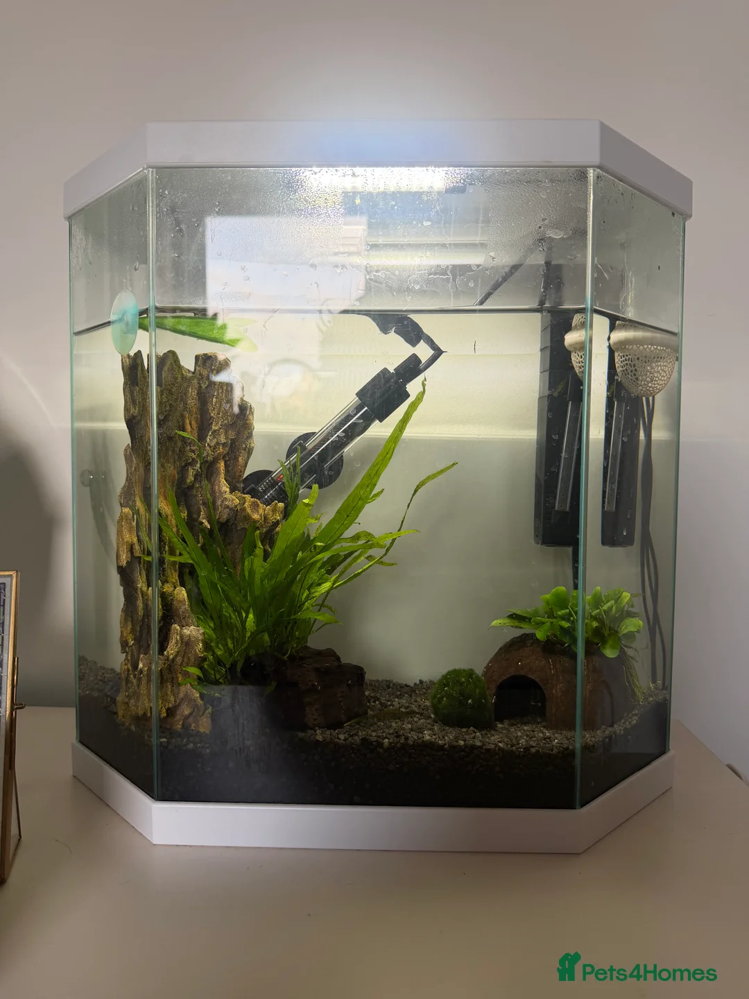 Bettas fish for sale: Fish setup and accessories  in London - Advert 1