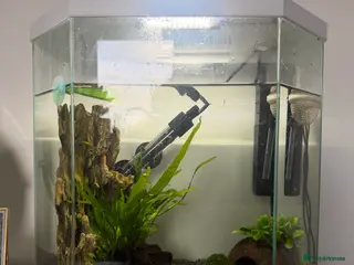 Bettas fish Fish setup and accessories in London - Advert 1