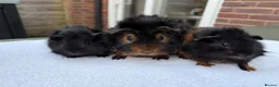 Guinea Pig rodents for sale: 3 x male guinea pigs ( Dad and his two sons )  - Advert 3