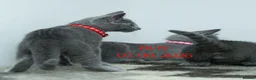 Russian Blue cats for sale: Adorable Russian Blue Kittens - Advert 5