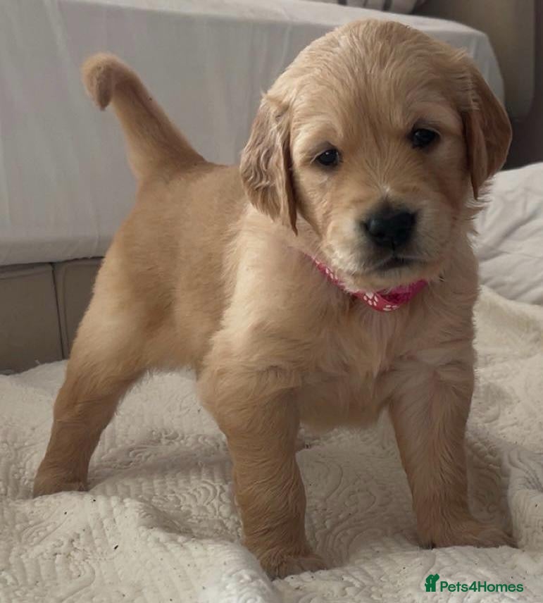 Golden Retriever dogs KC Healthy Puppies leaving in April - Advert 10