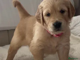 Golden Retriever dogs KC Healthy Puppies leaving in April - Advert 10