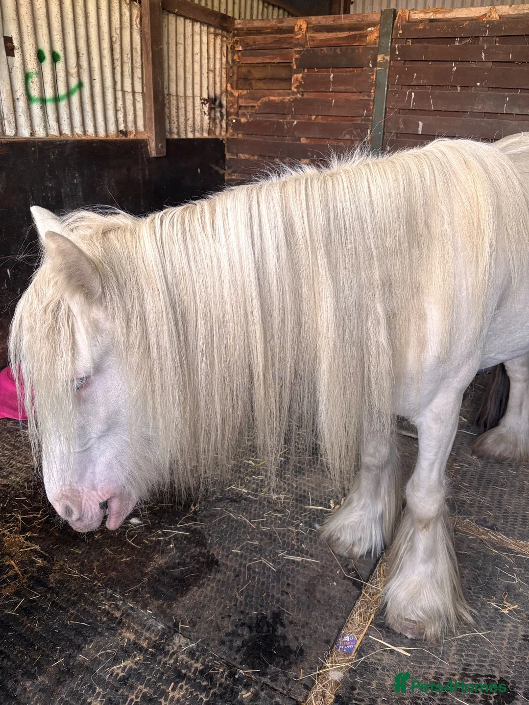 Irish Cob horses for sale: 11.2 cob mare 4 years  - Advert 3