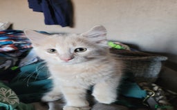 Maine Coon cats for sale: Maine coon cross persian  - Image 4
