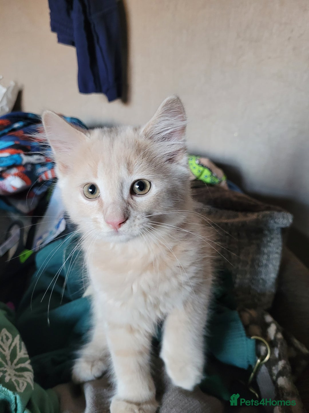 Maine Coon cats for sale: Maine coon cross persian  - Image 4
