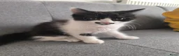 Mixed Breed cats for sale: Kittens for sale  - Advert 2