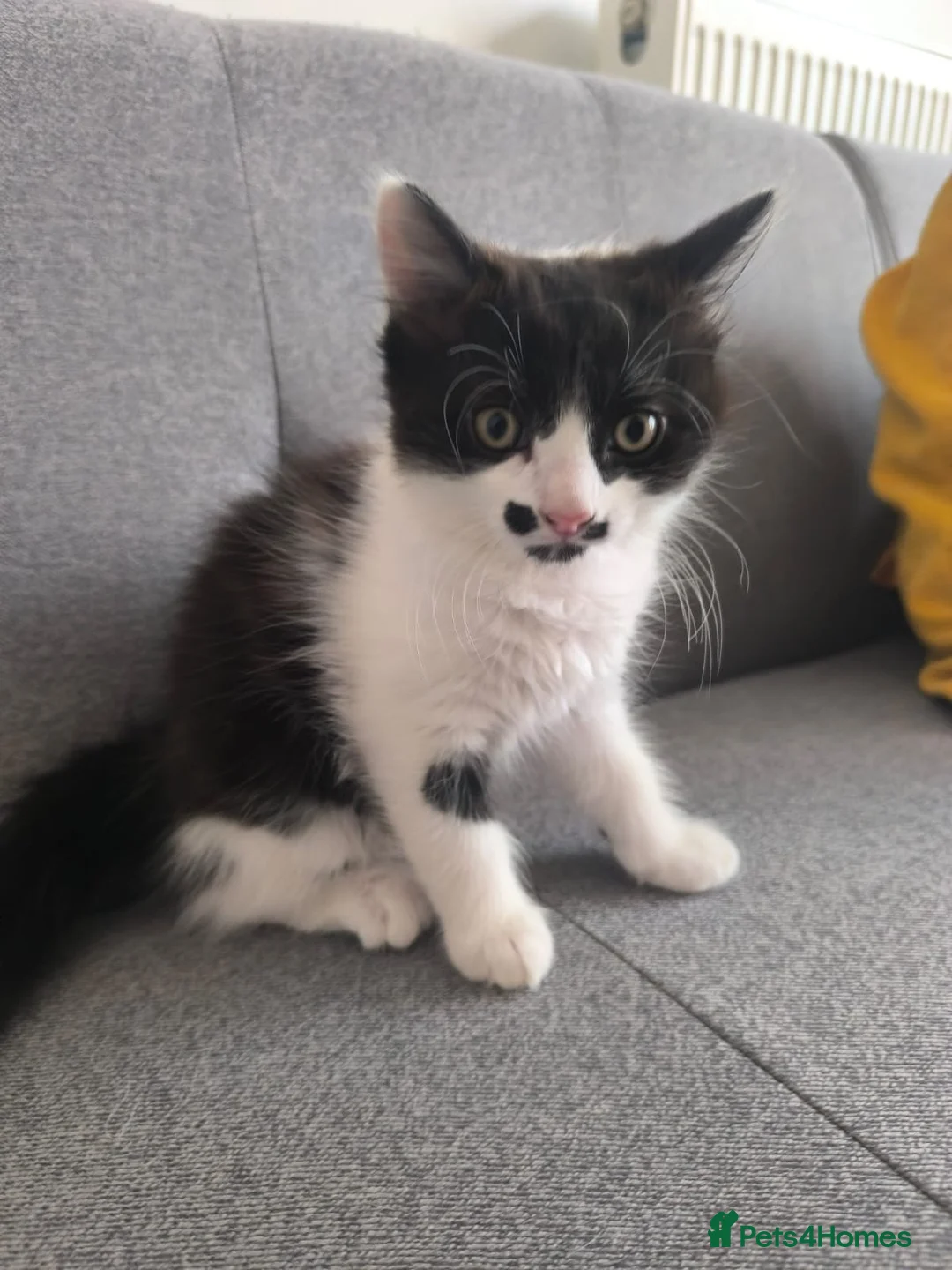 Mixed Breed cats for sale: Kittens for sale  - Advert 2