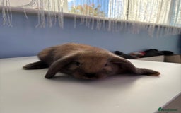 Mini Lop rabbits for sale: 3 pure Mini Lop left  - Image 17