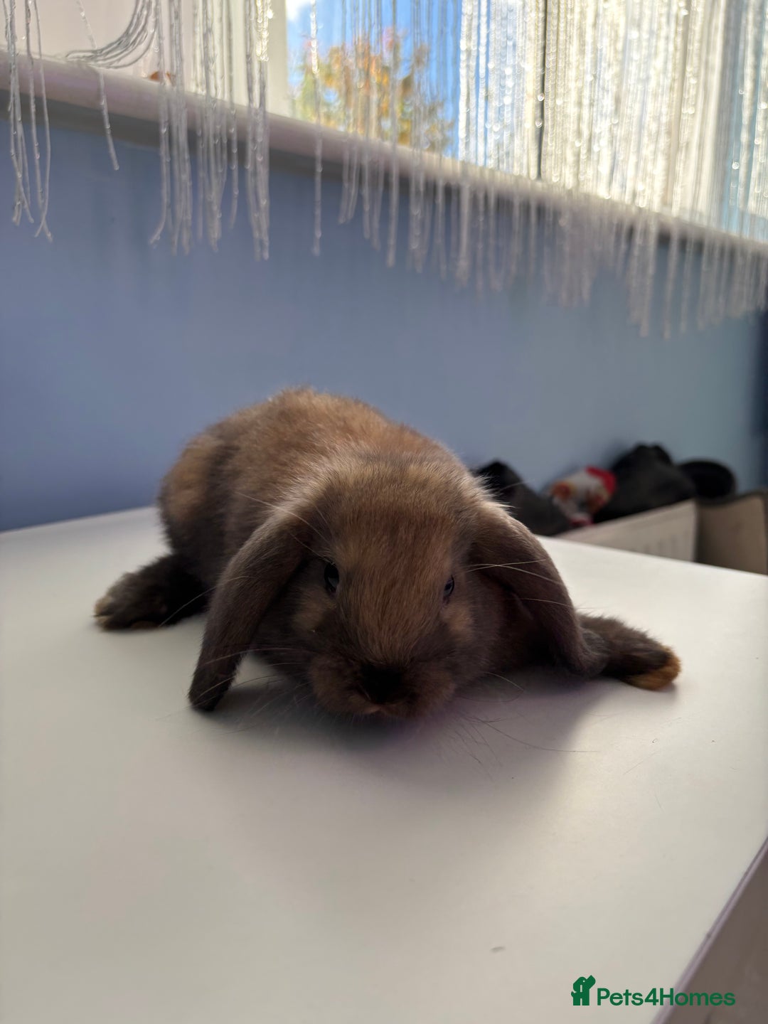Mini Lop rabbits for sale: 3 pure Mini Lop left  - Image 17