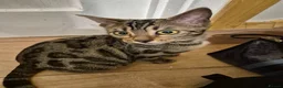 Bengal cats for sale: 2 beautiful bengal kittens - Advert 4
