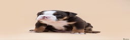 English Bulldog dogs for stud: HEALTH TESTED CLEAR & BOAS GRADED ZERO KC REG in Doncaster - Advert 16