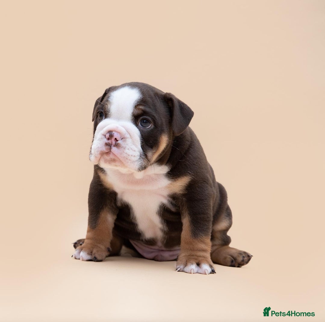 English Bulldog dogs for stud: HEALTH TESTED CLEAR & BOAS GRADED ZERO KC REG in Doncaster - Image 16