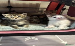 American Shorthair cats for sale: Mix litter docile well socialised kittens  - Image 6