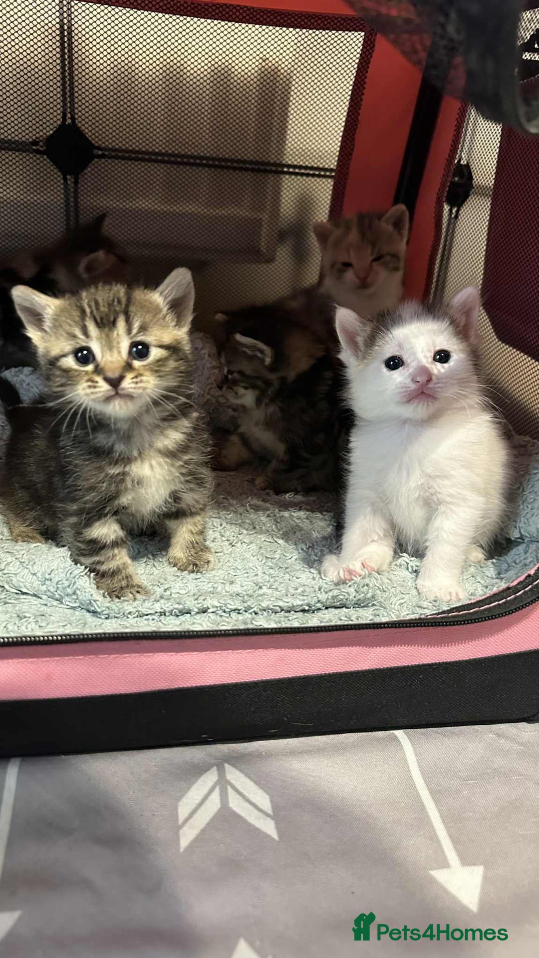 American Shorthair cats for sale: Mix litter docile well socialised kittens  - Image 6