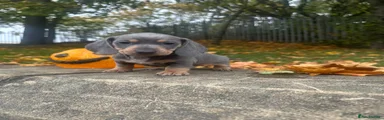 Miniature Dachshund 1