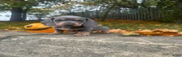 Miniature Dachshund dogs for sale: Miniature Dachshund  - Advert 22