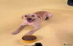 Labrador Retriever dogs for sale: Beautiful Pedigree Black Labrador Puppies - Image 5