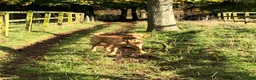 Labrador Retriever dogs for stud: “Yellow Valey”  in Cheltenham - Advert 22