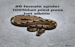 Python Snake reptiles for sale: Hatchling royal pythons  - Image 7