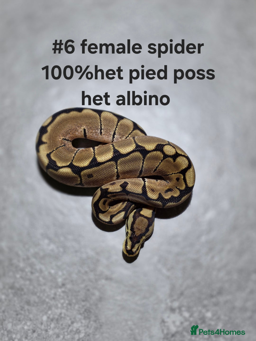 Python Snake reptiles for sale: Hatchling royal pythons  - Image 7