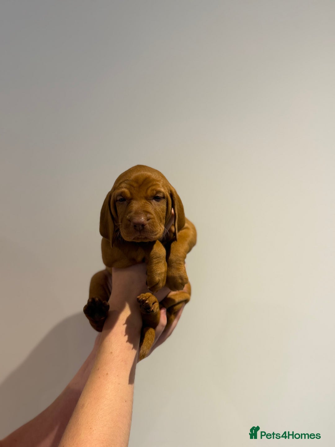 Hungarian Vizsla dogs for sale: KC regarding Hungarian Vizsla puppies - Image 24