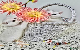 British Shorthair cats for sale: 🩵Silver shaded British short hair kitten 🩵 - Image 5