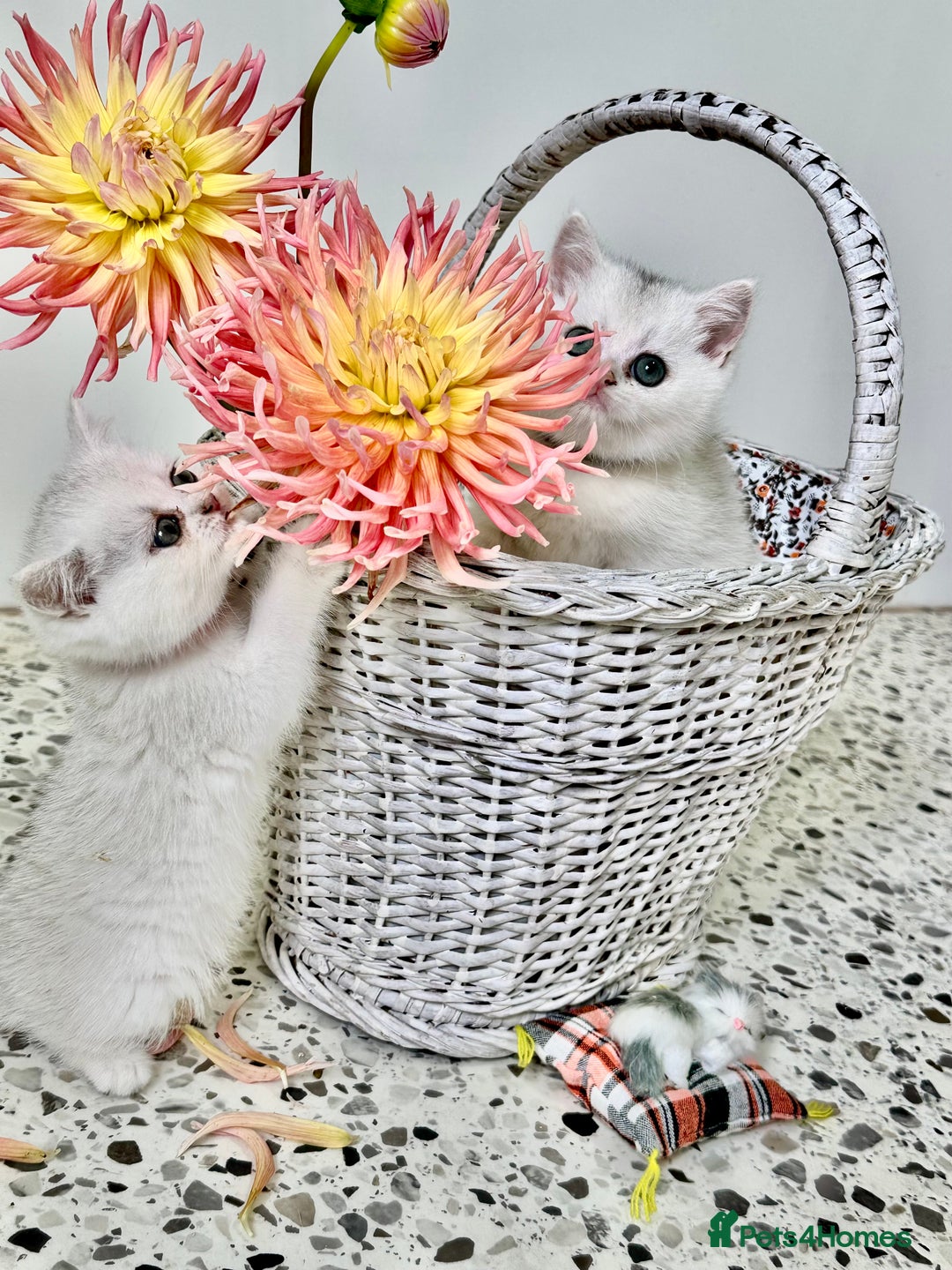 British Shorthair cats for sale: 🩵Silver shaded British short hair kitten 🩵 - Image 5