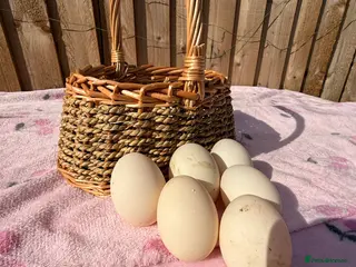 Ducks poultry Hatching eggs!! Saxony and Welsh harlequin - Advert 13