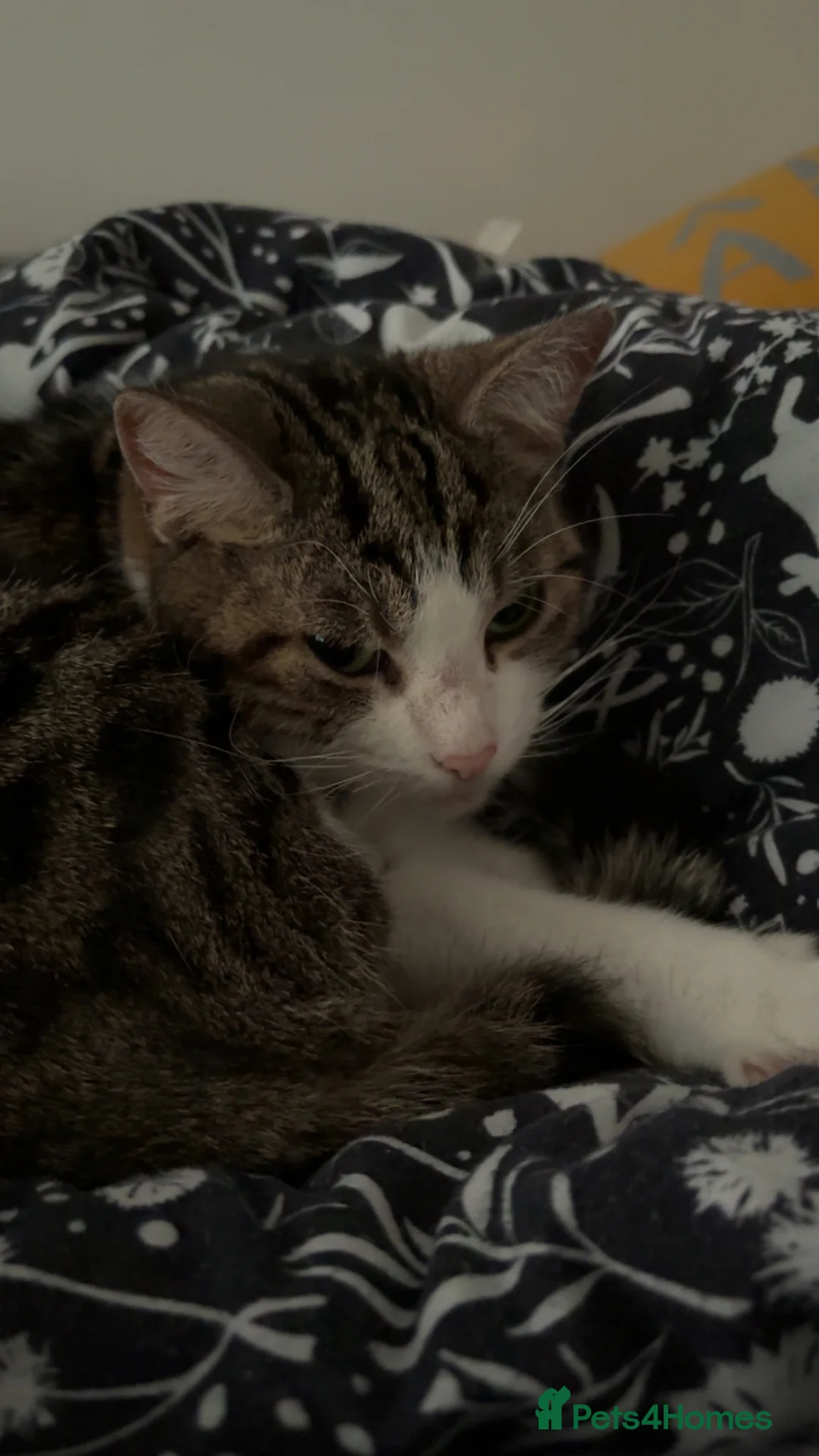 Domestic Shorthair cats for sale: cat for rehoming in Craven Arms - Advert 2