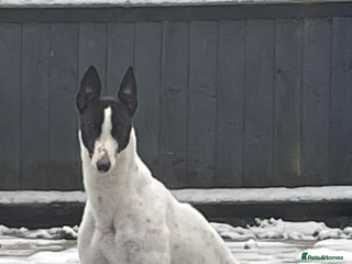 Greyhound dogs Rehome !! Beautiful eve in Rugeley - Advert 1