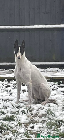 Greyhound dogs Rehome !! Beautiful eve in Rugeley - Advert 1