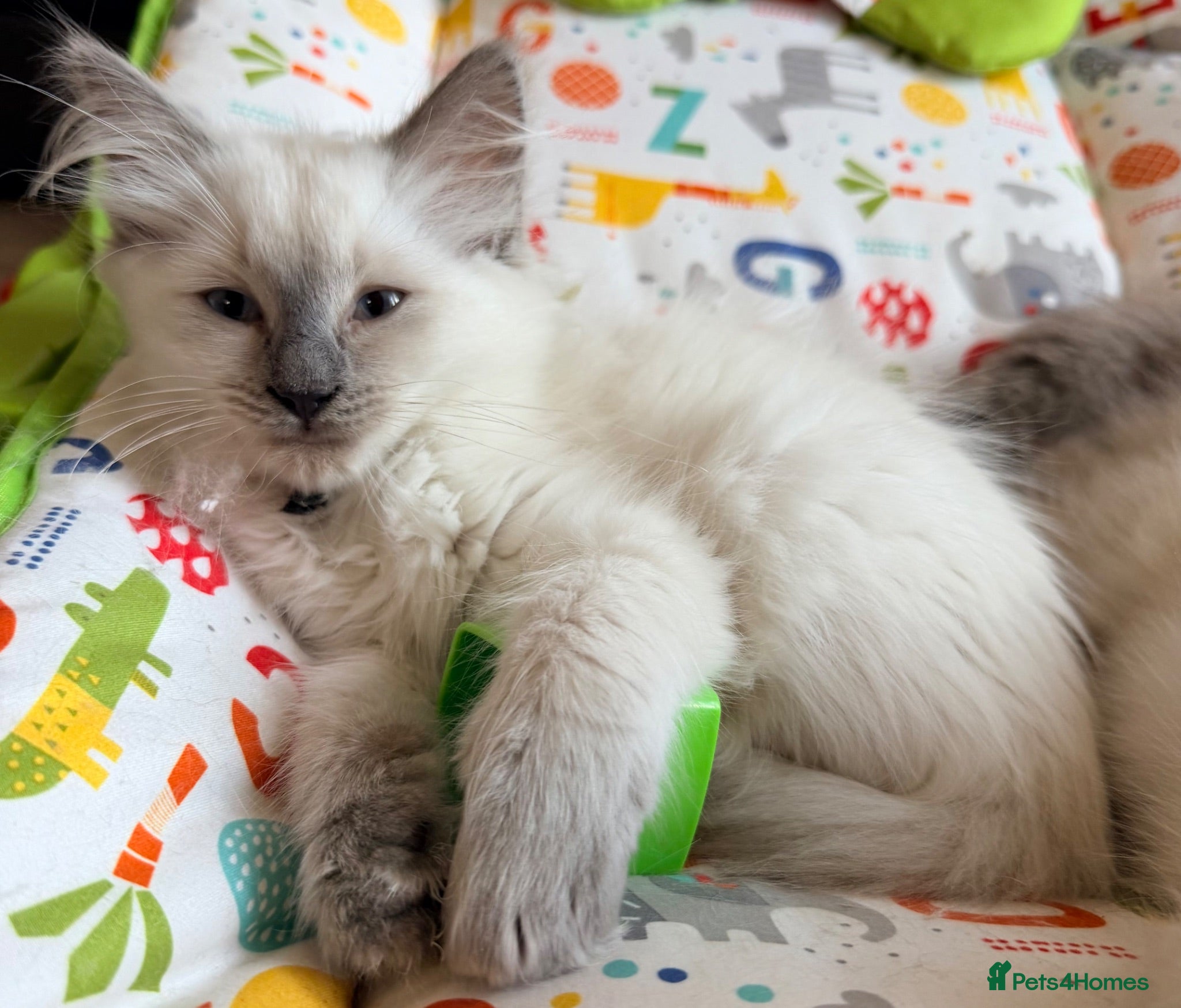 Ragdoll cats stunning ragdoll kittens! Ready to go Tuesday  - Advert 4