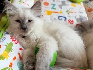 Ragdoll cats stunning ragdoll kittens! Ready to go Tuesday - Advert 4