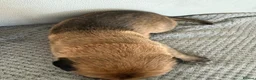 Belgian Shepherd Dog dogs for sale: Belgian Malinois Puppies  in Billingham - Advert 21