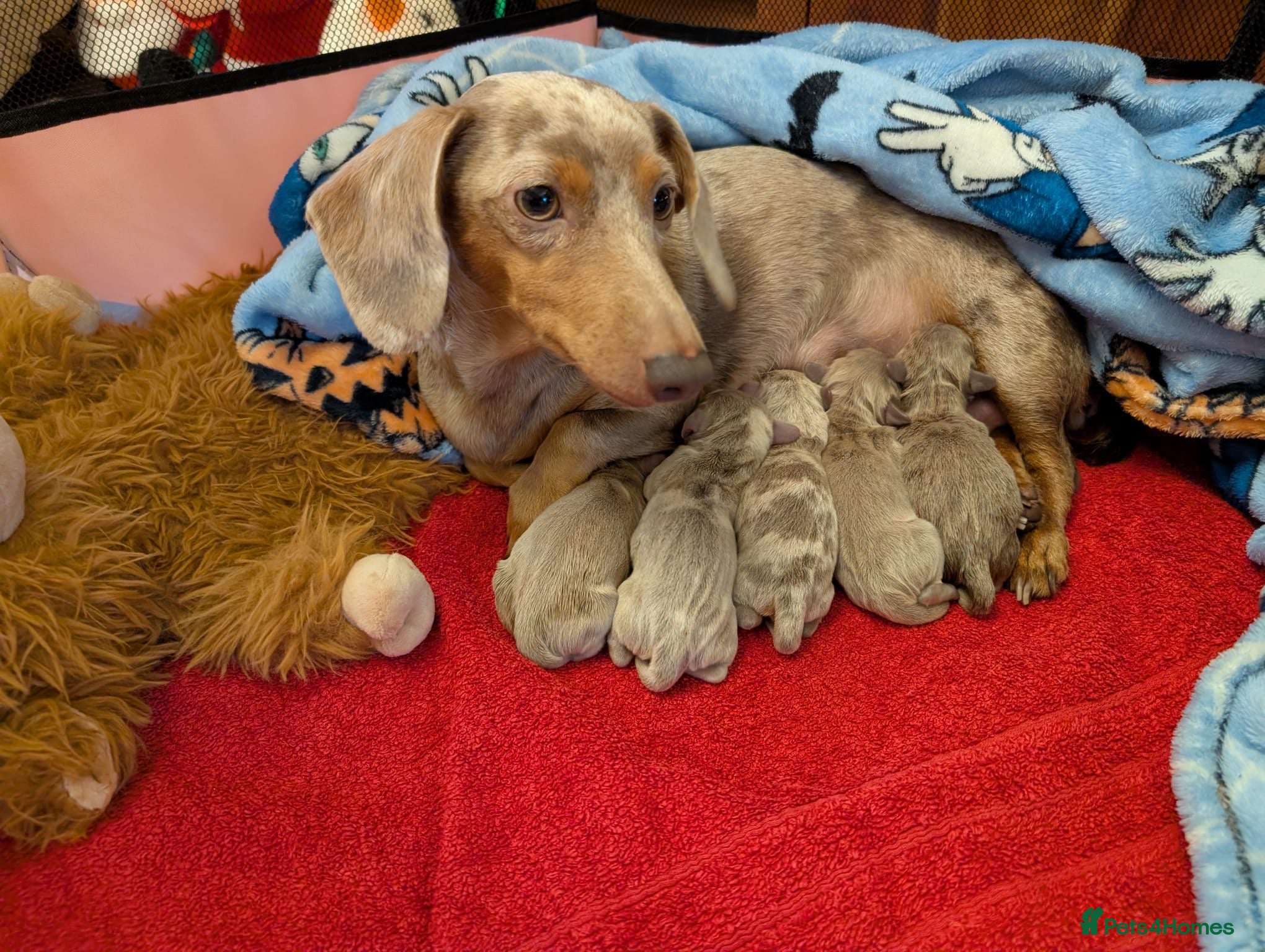 Miniature Dachshund dogs Mini dachshunds - Advert 18