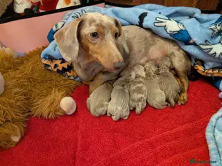 Miniature Dachshund dogs Mini dachshunds - Advert 18