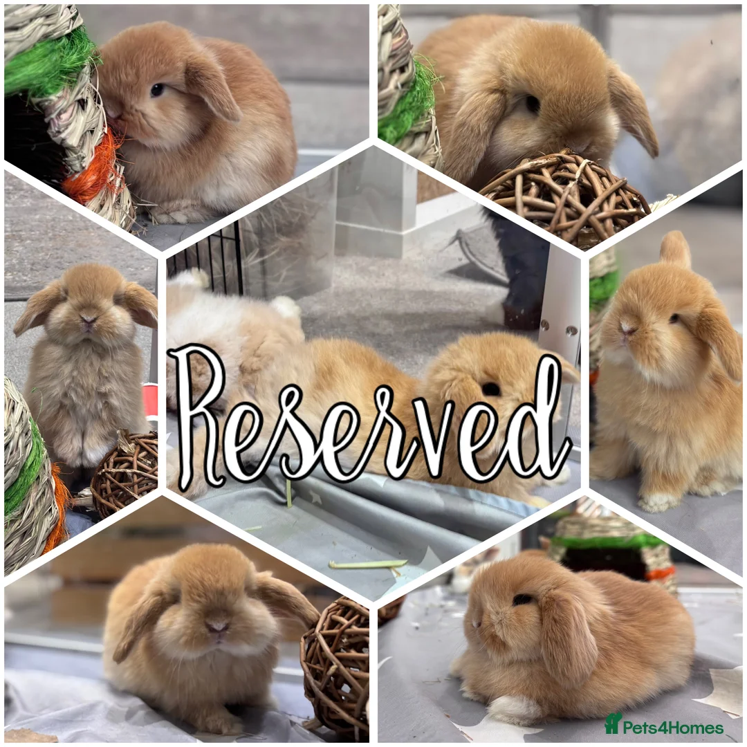 Mini Lop rabbits for sale: All reserved - ready to leave 2nd April - Advert 2