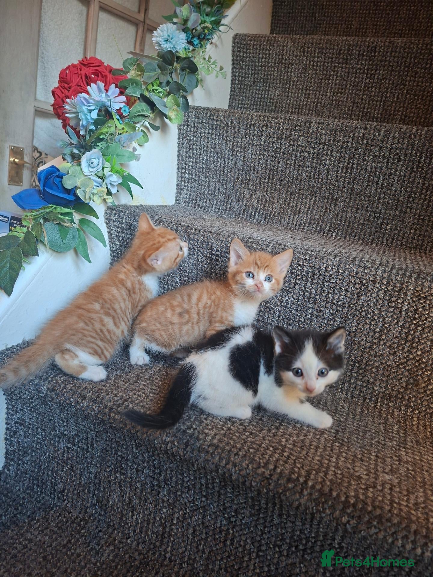 Mixed Breed cats Kitten  - Advert 1