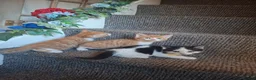 Mixed Breed cats for sale: Kitten  - Advert 1