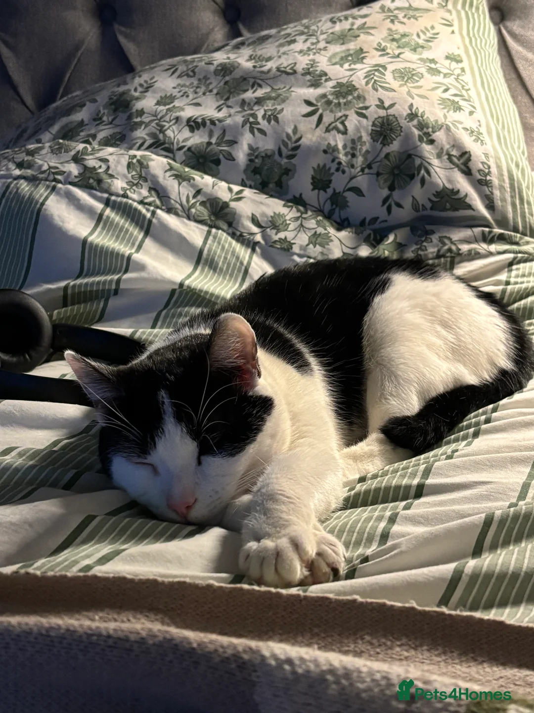 Mixed Breed cats for sale: Eclipse - Advert 15